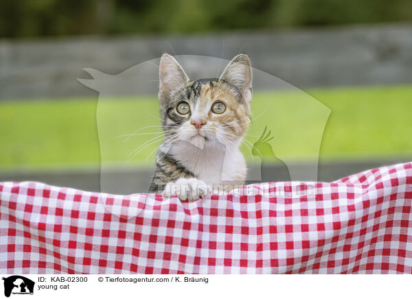 young cat / KAB-02300