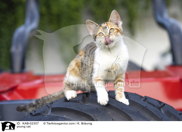 junge Hauskatze / young cat / KAB-02307