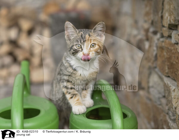 young cat / KAB-02310