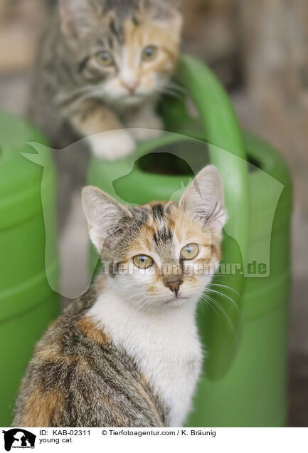 young cat / KAB-02311