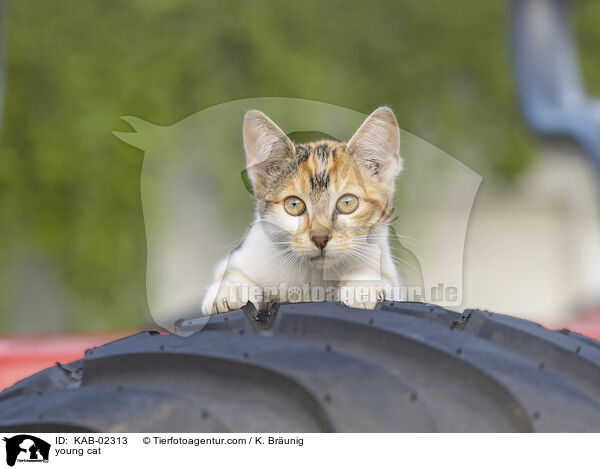 young cat / KAB-02313