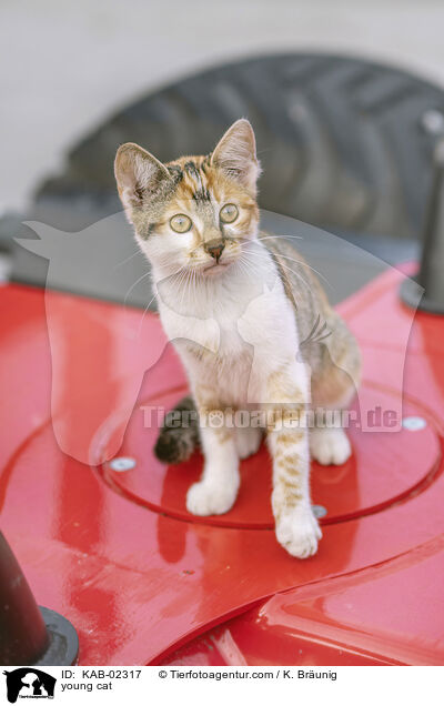 junge Hauskatze / young cat / KAB-02317