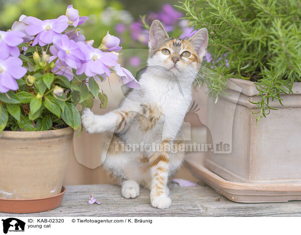 junge Hauskatze / young cat / KAB-02320