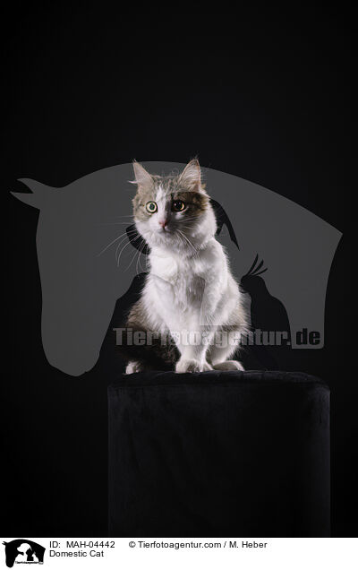Domestic Cat / MAH-04442