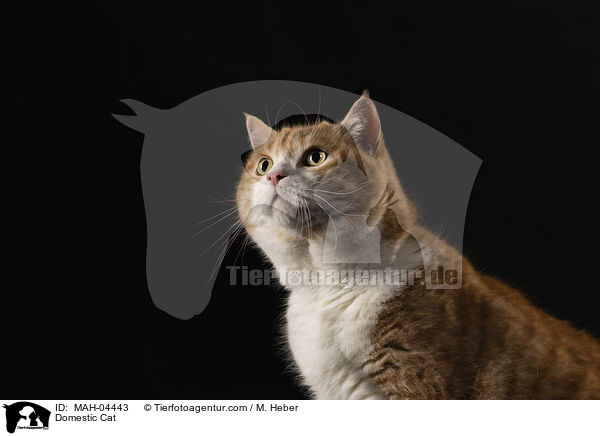 Domestic Cat / MAH-04443