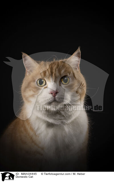 Domestic Cat / MAH-04445