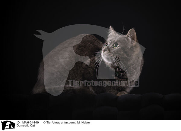 Domestic Cat / MAH-04449