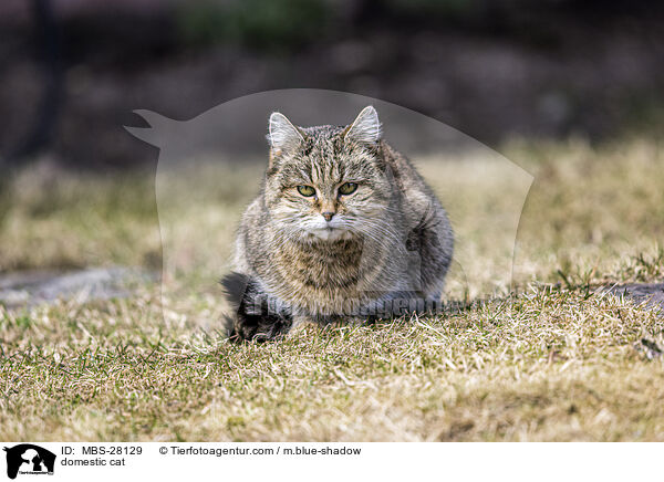 domestic cat / MBS-28129