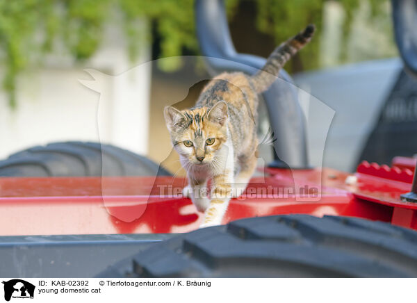 young domestic cat / KAB-02392