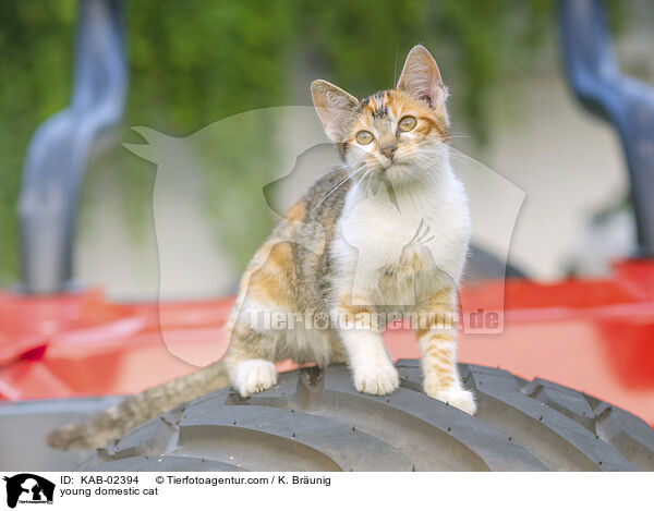 young domestic cat / KAB-02394