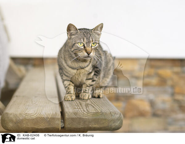 domestic cat / KAB-02406