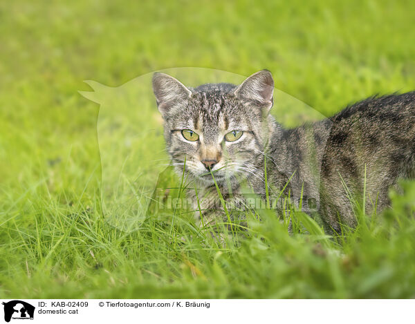 domestic cat / KAB-02409
