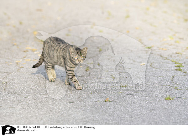 domestic cat / KAB-02410