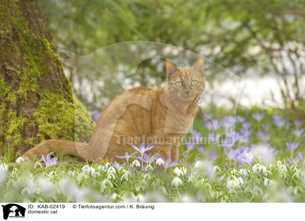Hauskatze / domestic cat / KAB-02419