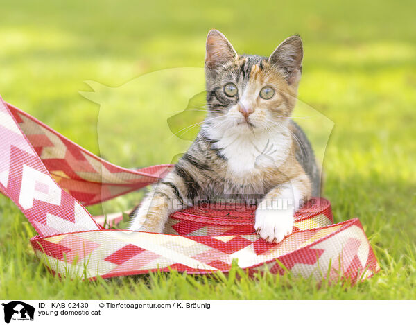 young domestic cat / KAB-02430