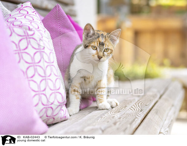 young domestic cat / KAB-02443