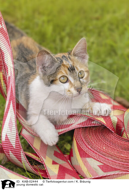 young domestic cat / KAB-02444