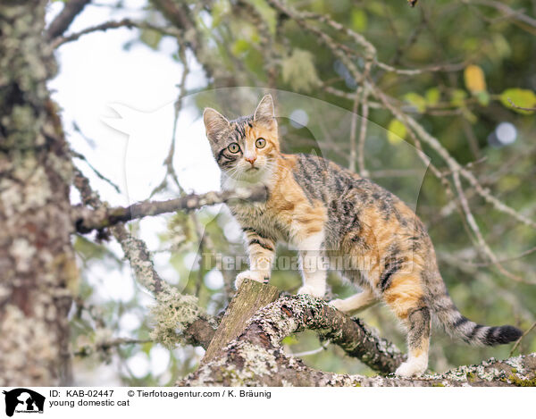 young domestic cat / KAB-02447