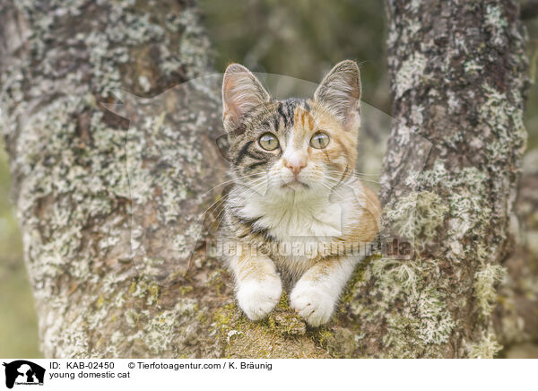 young domestic cat / KAB-02450
