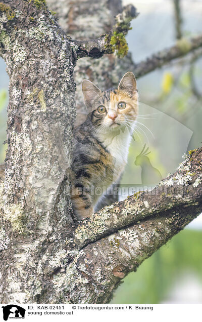 young domestic cat / KAB-02451