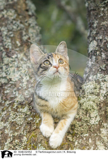young domestic cat / KAB-02452