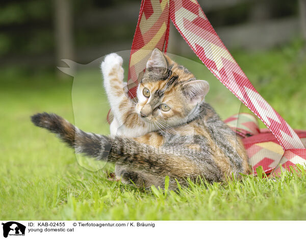 young domestic cat / KAB-02455