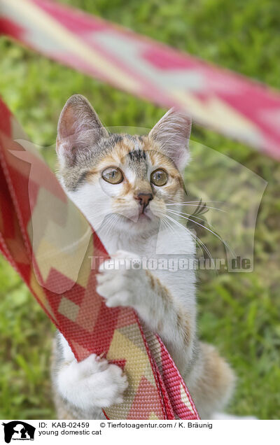 young domestic cat / KAB-02459