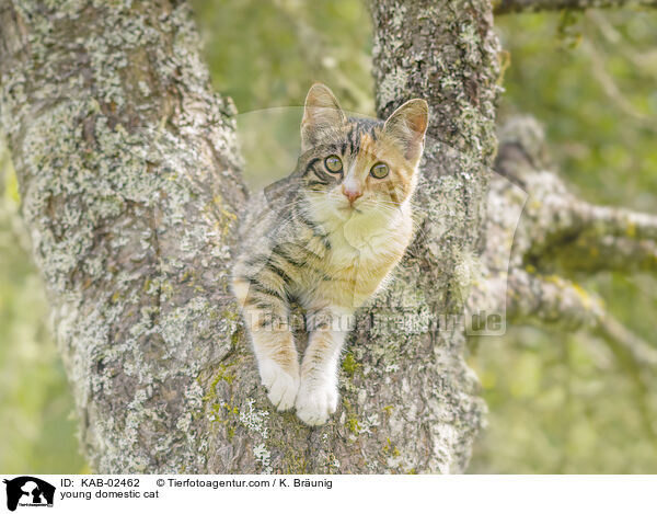 young domestic cat / KAB-02462