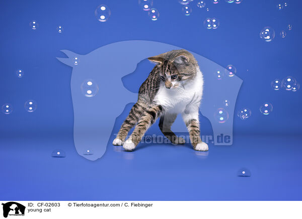 junge Hauskatze / young cat / CF-02603