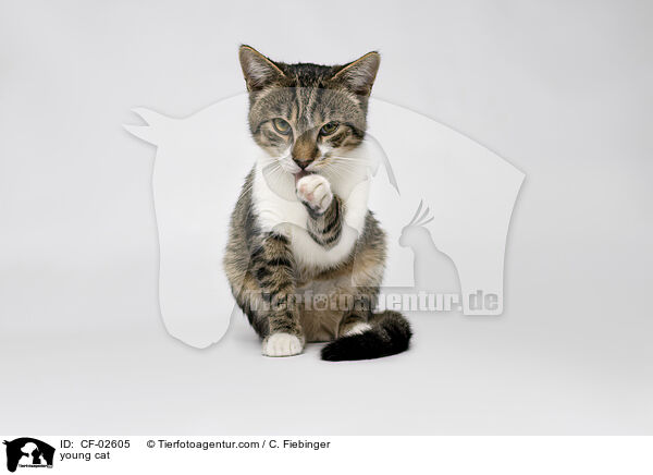 junge Hauskatze / young cat / CF-02605