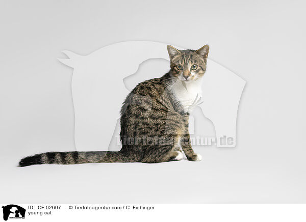 young cat / CF-02607