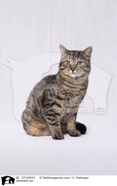 domestic cat / CF-02610