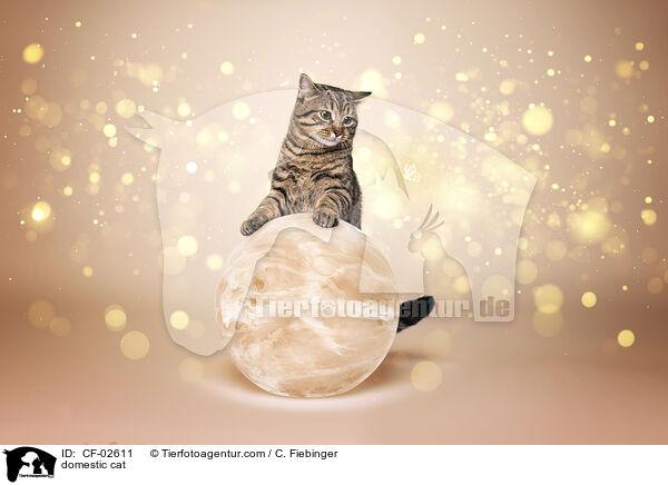 domestic cat / CF-02611