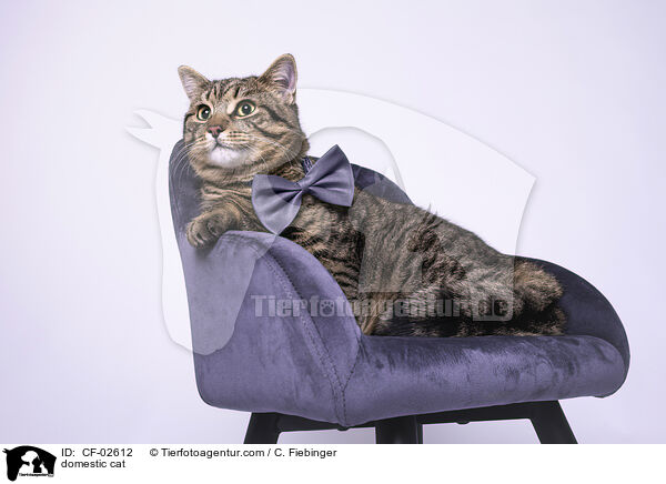 Hauskatze / domestic cat / CF-02612