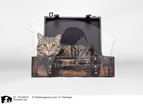 Hauskatze / domestic cat / CF-02615