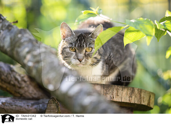 Hauskatze / domestic cat / TAH-01342