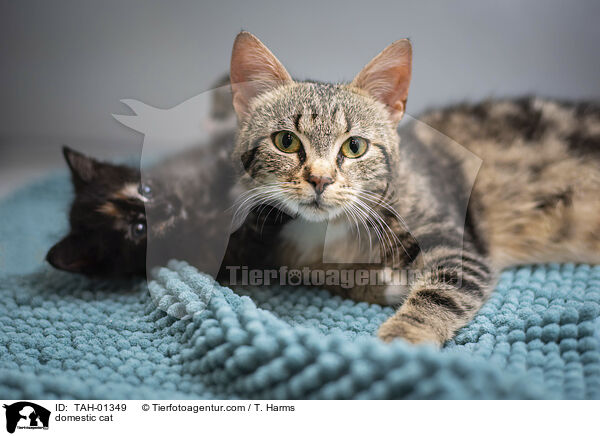 Hauskatze / domestic cat / TAH-01349