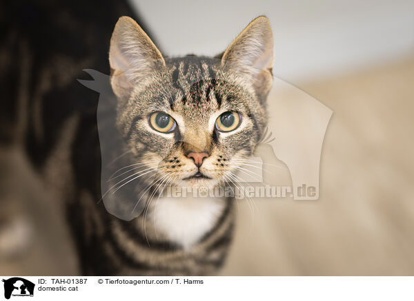 Hauskatze / domestic cat / TAH-01387