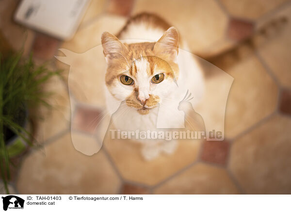 Hauskatze / domestic cat / TAH-01403