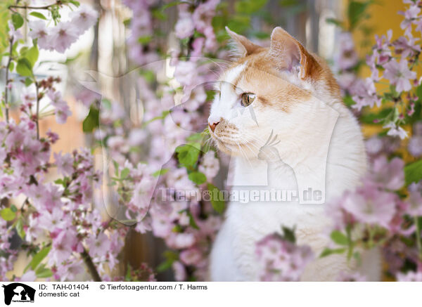 Hauskatze / domestic cat / TAH-01404