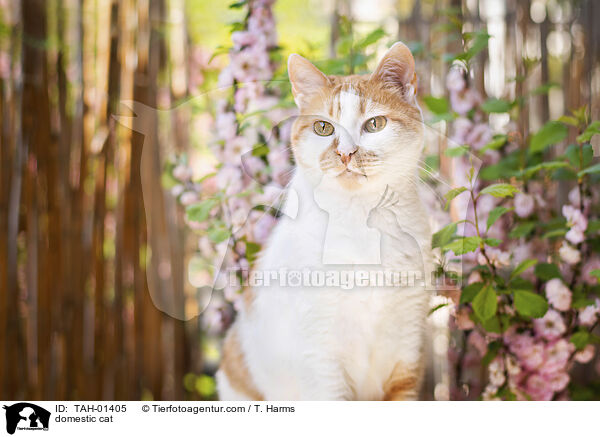 domestic cat / TAH-01405