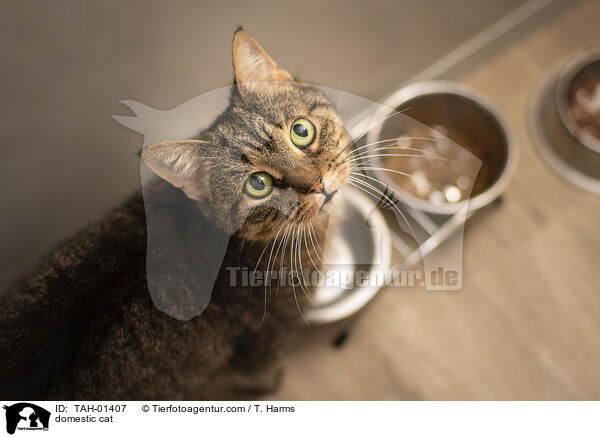 domestic cat / TAH-01407