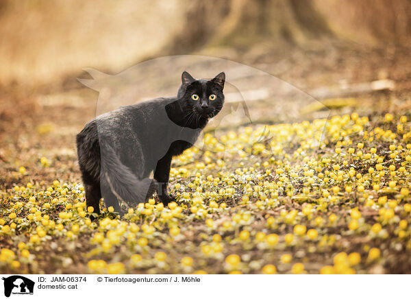 domestic cat / JAM-06374