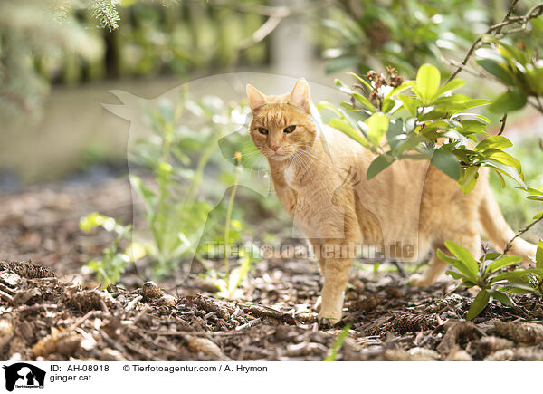 ginger cat / AH-08918