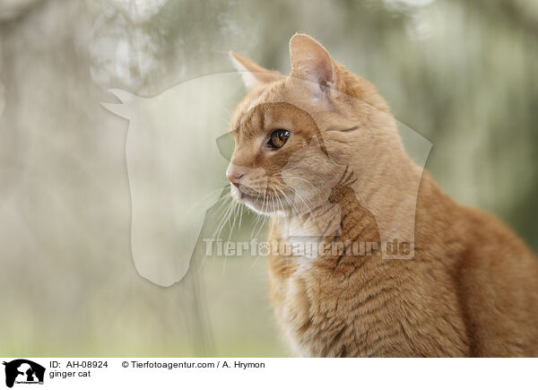 ginger cat / AH-08924