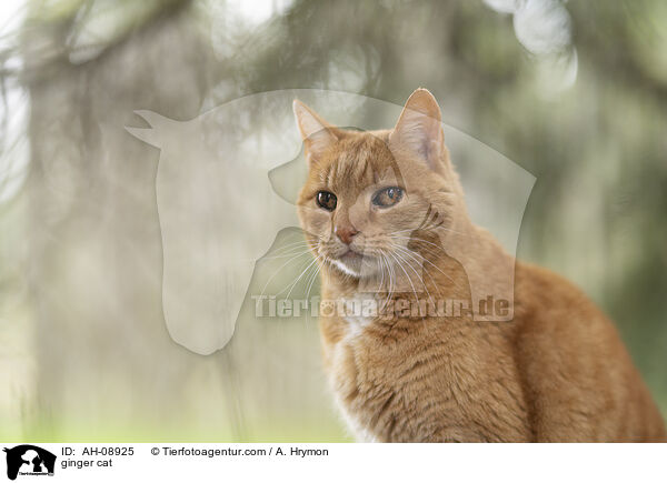 ginger cat / AH-08925