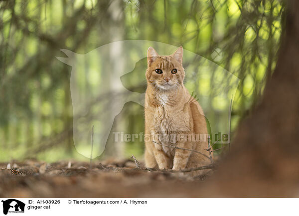 ginger cat / AH-08926