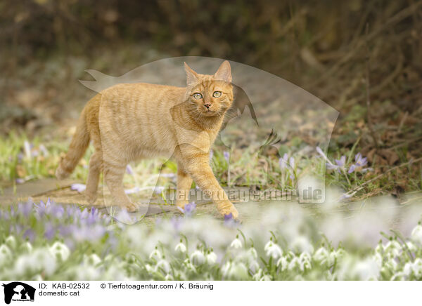 Hauskatze / domestic cat / KAB-02532
