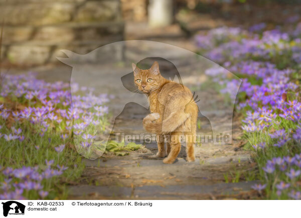 domestic cat / KAB-02533