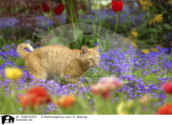 Hauskatze / domestic cat / KAB-02534